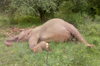 elephent death by electrict shoke in nellai