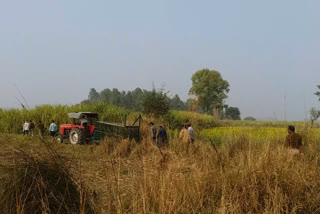 बरेली हाई-वे के पास मिले बाघ के पंजों के निशान