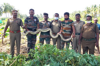 python found between crops in erode
