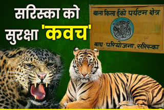 वन्यजीवों का शिकार, सरिस्का टाइगर रिजर्व, Wildlife hunting in Sariska, Wildlife monitors through camera, Sariska Tiger Reserve