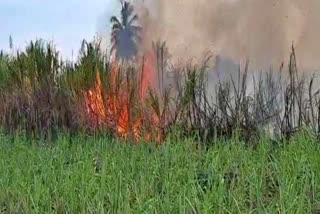 15-acres-of-sugar-cane-burned-in-chikkodi