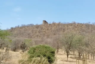 वन विभाग की लापरवाही, Negligence of forest department, वन्यजीव पर अपराधिक घटनाओं को रोकना, सरिस्का और मुकुंदरा नेशनल पार्क