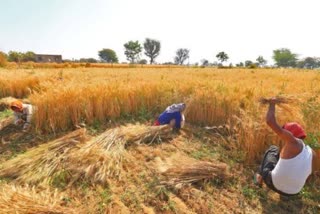 Wheat sowing up 2.53 pc so far: Govt