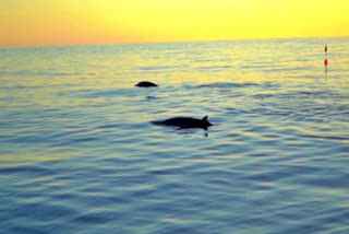 'New species of beaked whale found off Mexico'