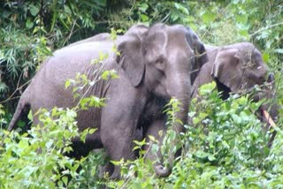 one dead in elephant attack in deogarh