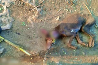 leopard killed dog in erode