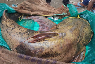 One and a half quintal fish found in Ganges river