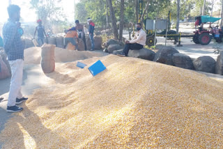 fall in maize prices in chhindwara