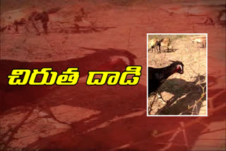 leopard attack on Herd of goats in rajanna sirscilla district