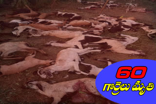 60 sheeps died in street dogs attack at raja nagaram in wanaparthydistrict