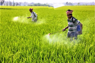 heavy usage of pesticides leads to damage food