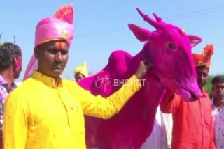 Kilari bull sold for 5.15 lakh rupees in belgavi