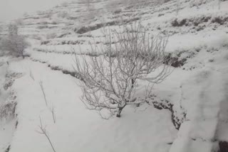 snowfall in Kullu