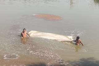 poultry waste in pond