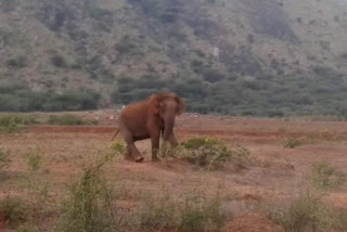 ஒற்றை ஆண் காட்டு யானை அட்டூழியம்: முதியவர் உயிரிழப்பு!