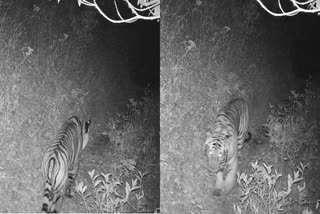 Tiger spotted above 3,000 m altitude for 1st time in Nepal