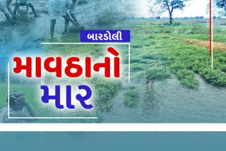 બારડોલી પંથકમાં કમોસમી વરસાદથી ખેડૂતો ચિંતિત