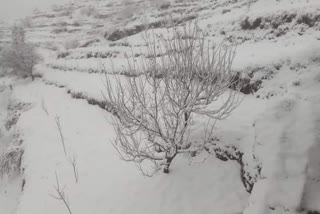 Himachal's high reaches receive snowfall, several roads blocked