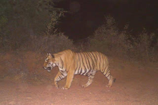 Variation of Tiger T-72 in Karauli, करौली में टाइगर के पगमार्क