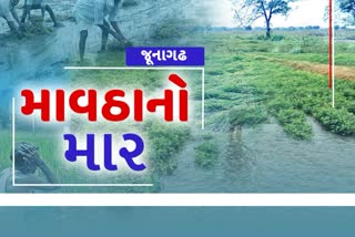 ઘેડ પંથકમાં કમોસમી વરસાદ, ખેડૂતો ચિંતિત