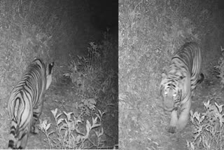 tigers in nepal