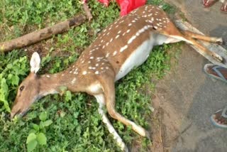 Female spotted deer died