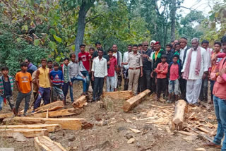 Wood mafia cutting trees in the forest of Devas's Khivni sanctuary