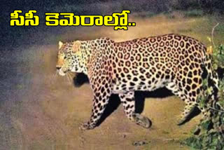 Cheetah wandering in Gachibowli IT corridor in hyderabad