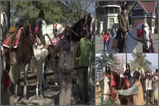 Shimla horse owners economic hardships