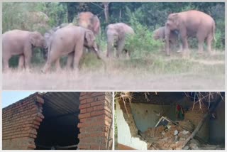 Elephant terror in Mayurbhanj, broke 3 houses