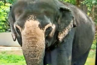 elder elephant Geetha death