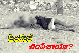 an old woman begger died in achampet bus stand pigs assaulted on dead body