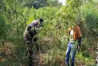 police-destroyed-hemp-farming-in-garhwa