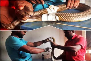 A cobra was treated in Visakha Agency Paderu at Andhra Pradesh