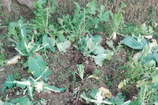 STRAY COWS DESTROYED CROP IN SARKAGHAT