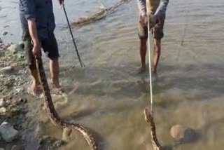 Python rescue Yamuna Nagar