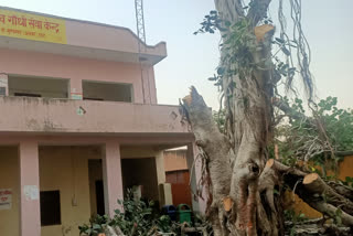 Alwar news,  Peepal tree pruning case