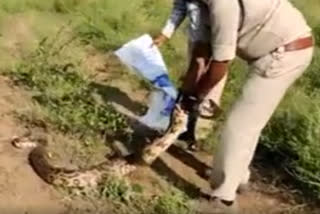 WATCH: Python rescued from Andhra village, released in forest