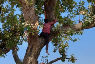 फांसी लगाने के लिए पेड़ पर चढ़ा अधेड़