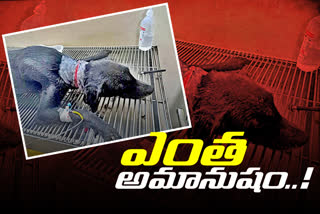 Torture the dog by tightening the rope around his neck at Hyderabad Campus, Medchal-Malkajgiri District