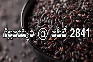 new-development-of-black-rice-bapatla-guntur-district