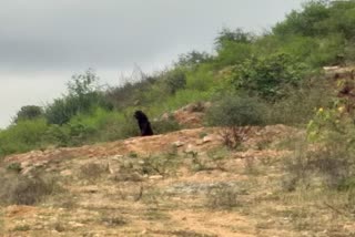 wild bear enters in koppal