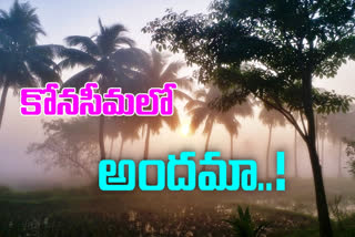 fog at konaseema in east godavari district