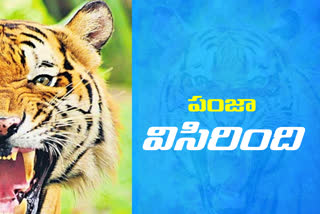 tiger attacked on a calf in Kothagudem District