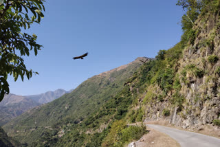 Reduced number of vultures in Chaupal threat to Environmental balance