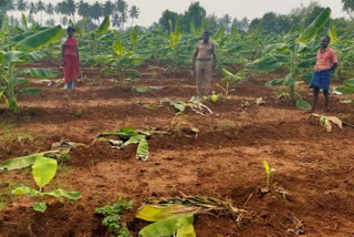 சேதமடைந்து காணப்படும் வாழைபயிர் சாகுபடி