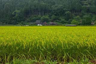 Paddy procurement