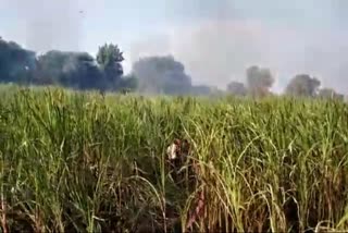 Sugarcane crop gets fire in vijayapura district