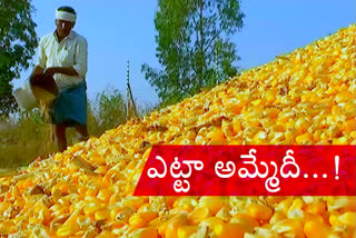 corn farmers problems in kamareddy