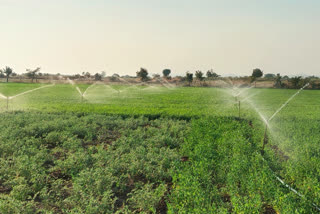 Farmers forced to irrigate